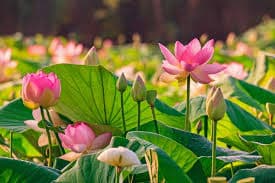 FLOWER banner